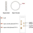 플라스미드(PLASMID)