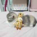 우리고양이 이미지