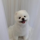 그루미뇽 이미지