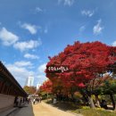 서초1동청사 앞마당 | 서울 단풍 명소 7곳 총정리 | 덕수궁 돌담길 실시간 단풍 정보 (주차/가격)