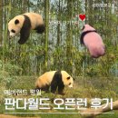 청해물산 | 판다월드 오픈런 후기1월 평일 에버랜드 대기 꿀팁