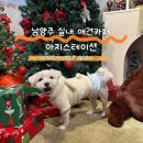 아지스테이션 | 남양주 실내애견카페 아지스테이션 새벽까지 운영하는 220평 대형 실내애견카페