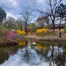 예진금속 | 〔서울〕덕수궁 ㅡ 석조전 앞 수양벚꽃과 석어당 옆 살구나무꽃을 만나 봅니다~