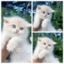 브리티쉬숏헤어 캐터리 이미지