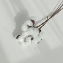 목화 네이버블로그