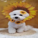 댕바라기 이미지