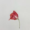 꼬테 이미지
