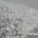 영광축산주