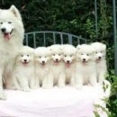 예쁜강쥐 이미지