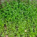 김밥옆구리 이미지