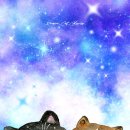 Dream Cat (드림캣) 이미지