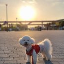 [하남 스타필드] 애견 동반 비오는 날 가도 하루 종일 놀 수 있는 쇼핑몰 (몰리스펫샵, 나이키, 등등)
