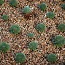 들꽃나라 이미지