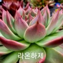 라온하제