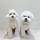 송댕송댕 이미지