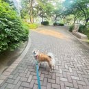 중대형견유치원호텔미용네발바닥
