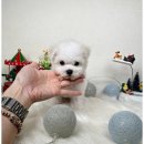 도그어바웃 강아지분양 이미지