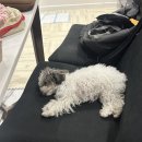 Last week of Mar : 하노이 일상/ 소소한 하노이 / 대만여행 / 스타럭스 항공기 소소후기