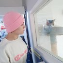 창너머 고양이 이미지