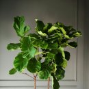 여름식물 인테리어 이미지