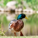 율하체육공원 생태연못 이미지