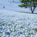 거창군 산림조합 | 2월 21일 생일화, 네모필라: 애국심을 상징하는 푸른 물결