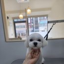 멍빨털빨 이미지