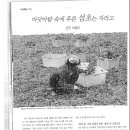 비금도 섬초(시금치) 특집기사(2007년 11월) 이미지