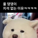 중국 사모예드 진짜 곰같아 ㅋㅋ 이미지