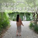 순성미술관 | 당진 아미미술관 6월 수국 개화상황, 폐교 미술관 + 정원 + 지베르니 카페