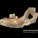 무산주유소 | 5000년 더해진 인간과 개의 공생… 농업 이전부터 함께 했다