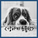 광주동물메디컬센터 이미지