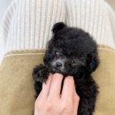 대홍약국 네이버블로그