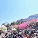 지에스25 광양서천점 | [전라도여행] 화이트 데이 꽃축제_(광양, 구례, 광주)