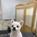 개털깎는마리오 이미지