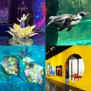 예술 夜 :  아시아, 그 곳의 음악 | 4월 제주도 여행 아쿠아플라넷 제주 동쪽 가볼만한곳