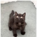 버디독 강아지분양 안심분양센터 김포점 | 걱정 없이 만나는 새 가족! 버디독 고양이분양 강아지분양 안심분양센터 인천점 방문 후기예요 🐾