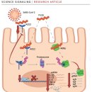 하임바이오 미국 법인설립 / 유상증자 이미지