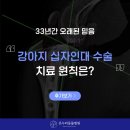 강아지 십자인대 수술 후기, 순천 온누리동물병원의 치료 원칙
