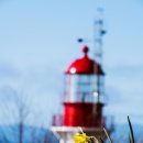 2025년 섬 수선화축제 이미지