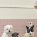 퍼피파파 이미지