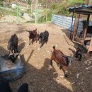 아기염소 이미지