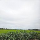 도우농장 | 이천 대형 블루베리 농장 카페 | 더반 올가닉 피자 파스타 솔직 후기