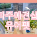 펫 애견샵 이미지