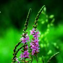 자연-꽃 이미지