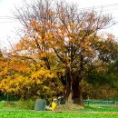 연일읍 중명리 이미지