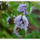 호돌이PC | 오분명상,우리는 이미 다 갖추었어요.여의길상(如意吉祥) 이란 말.포토,미국에서 금지하고 있는~.비지찌개,