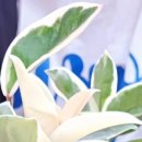 반려식물 원예화분 공예 이미지