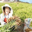 신이 내린 정력제「생강」 이미지