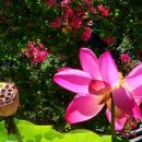 선문염송설화 이미지